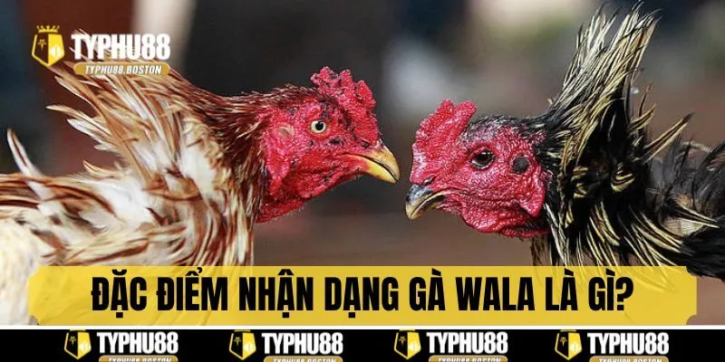 Đặc điểm nhận dạng của gà Wala là gì?