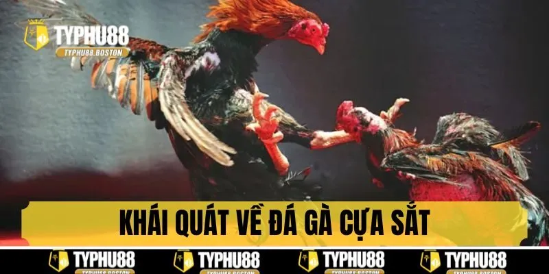 Khái quát về loại hình thi đấu đá gà cựa sắt