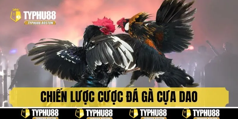 Top chiến thuật cược gà cựa dao dễ thắng
